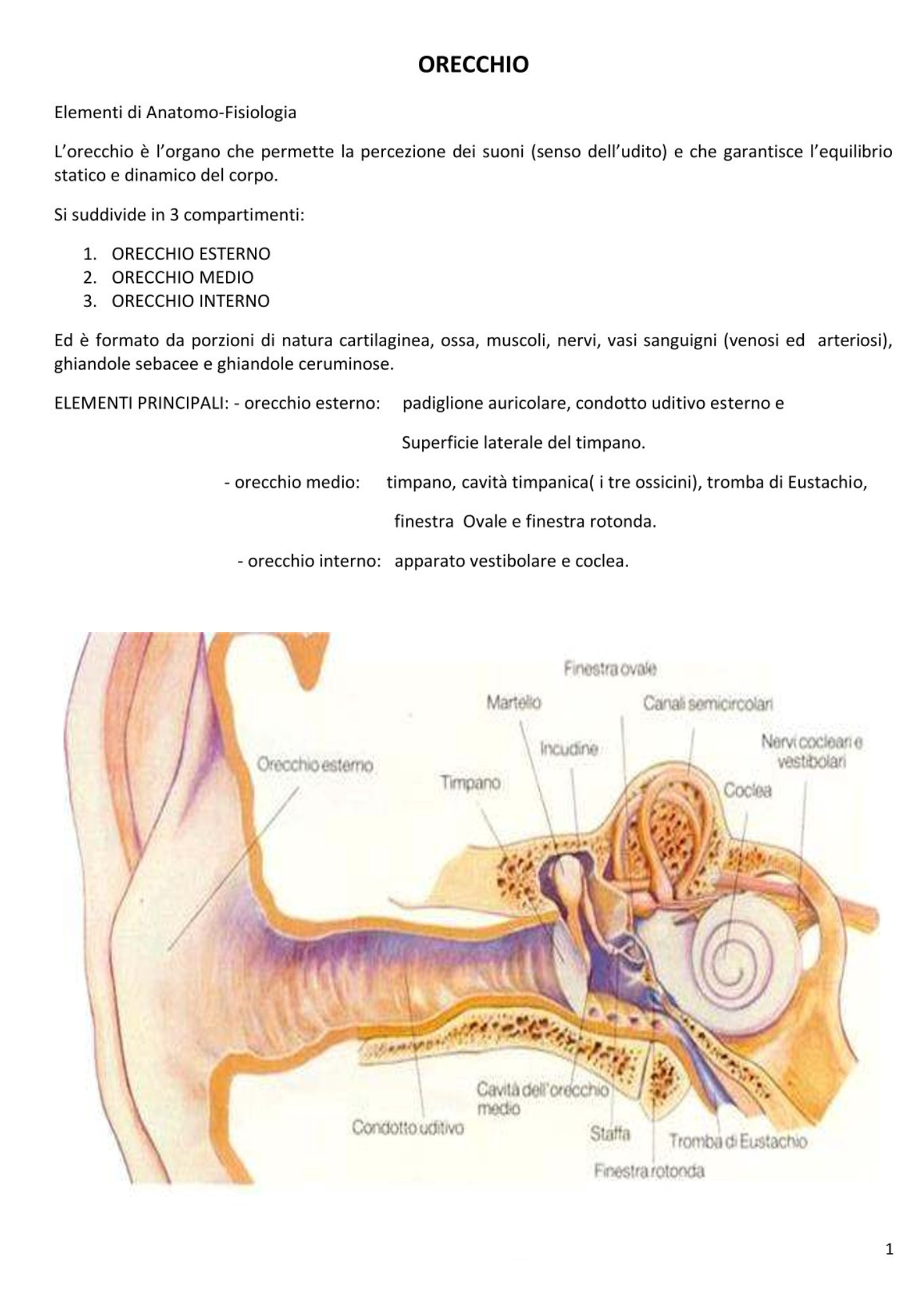 Otorinolaringoiatra e Chirurgia Maxillo Facciale