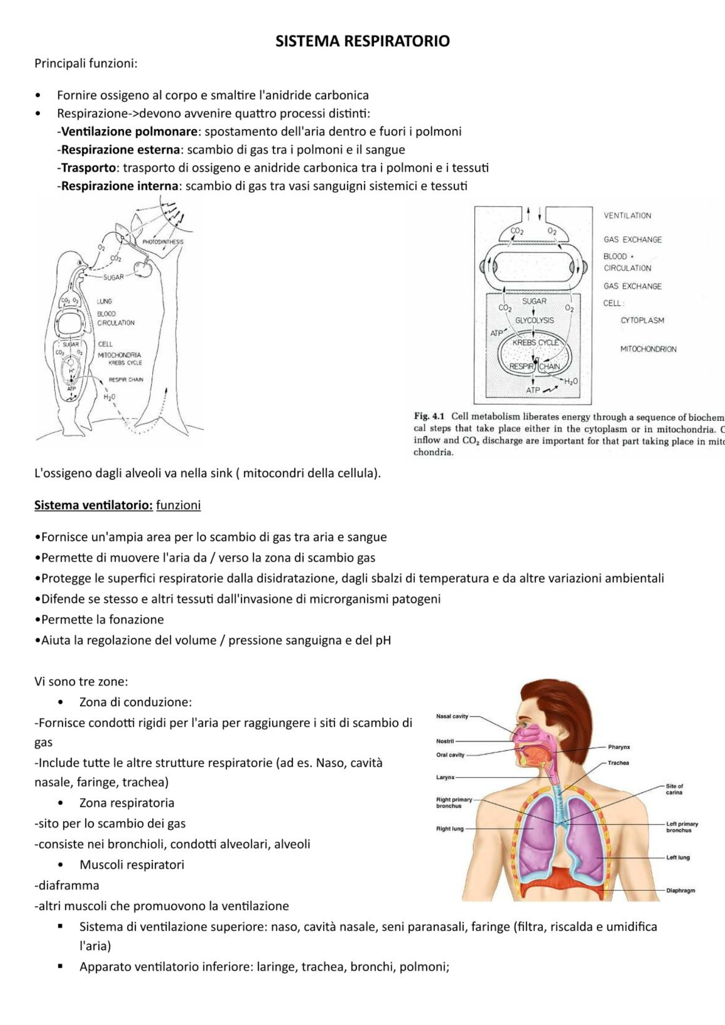Sistema Respiratorio