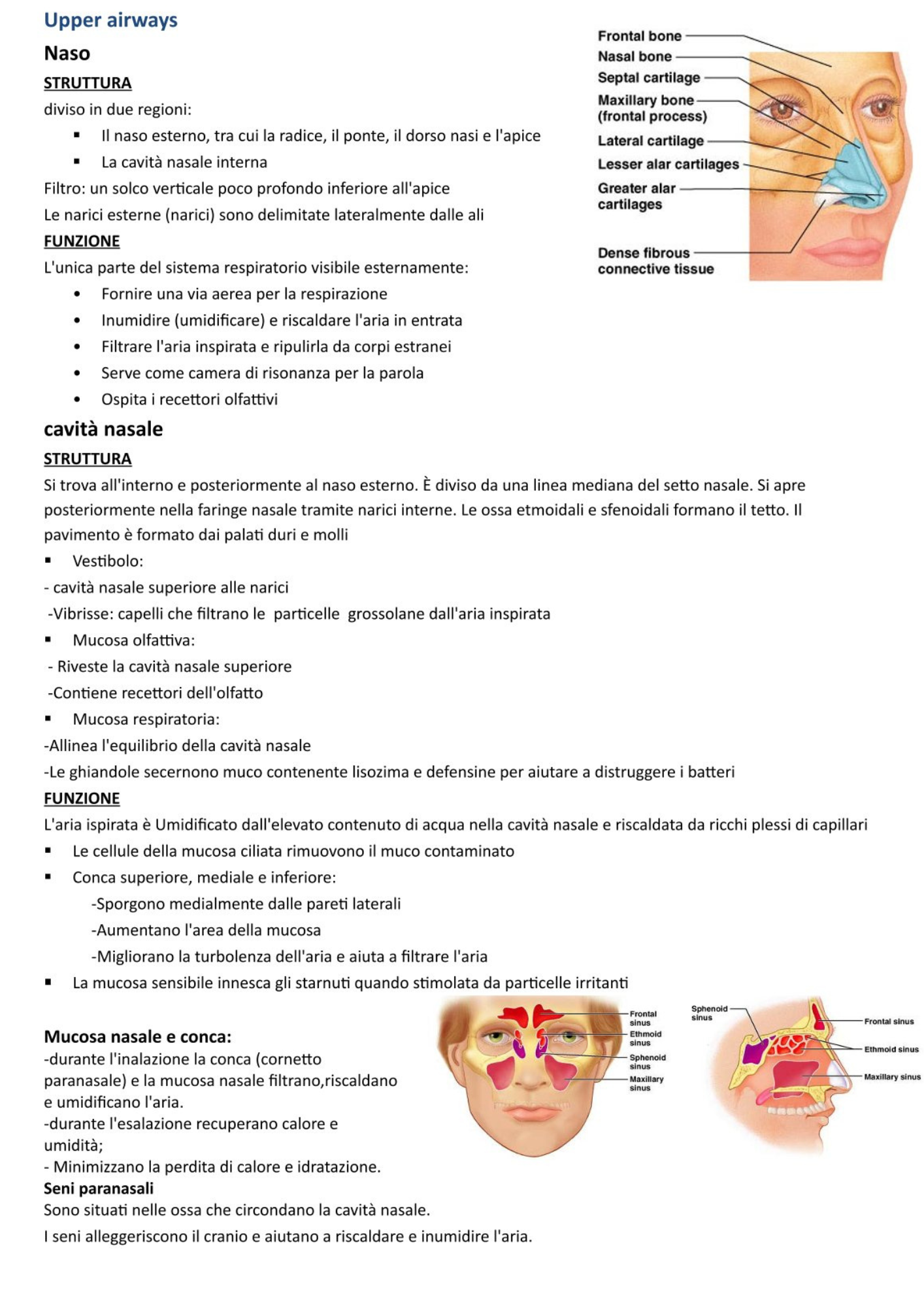 Sistema Respiratorio