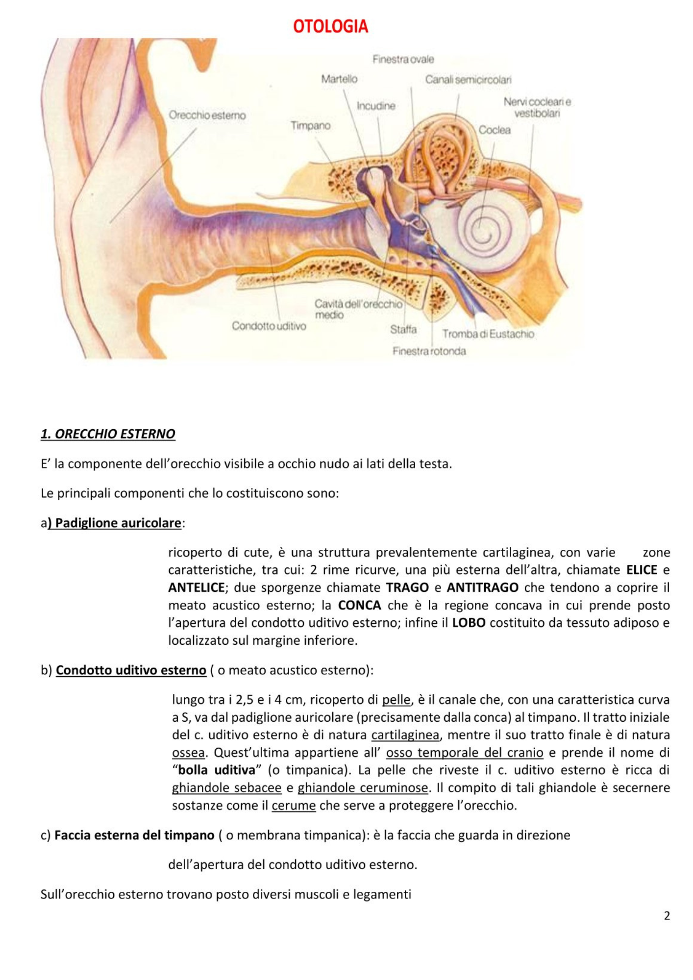 Otorinolaringoiatra e Chirurgia Maxillo Facciale
