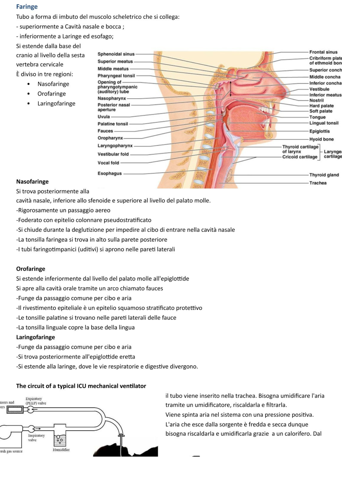 Sistema Respiratorio