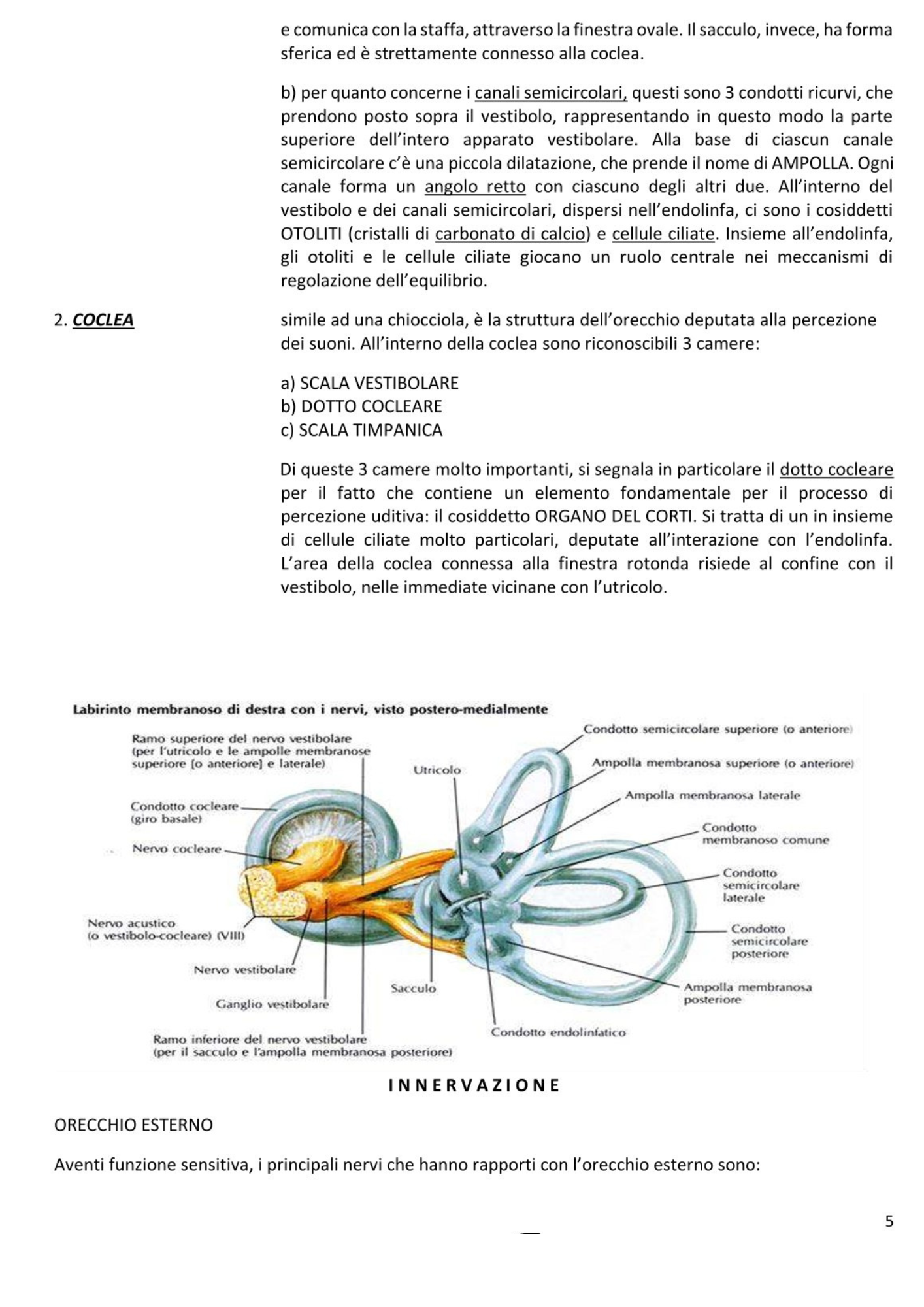 Otorinolaringoiatra e Chirurgia Maxillo Facciale