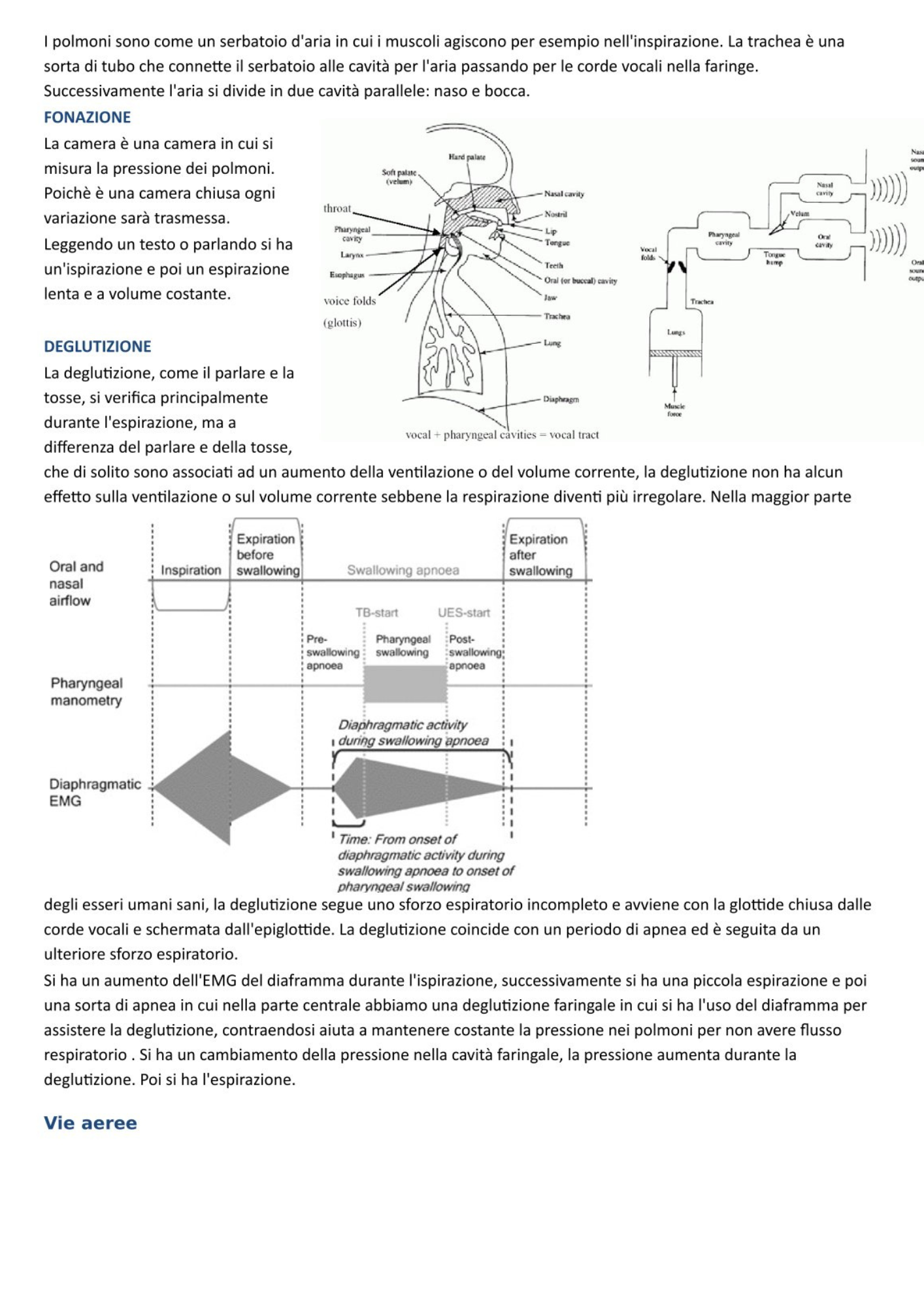 Sistema Respiratorio