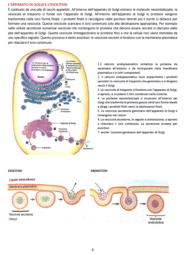 Fisiologia Umana