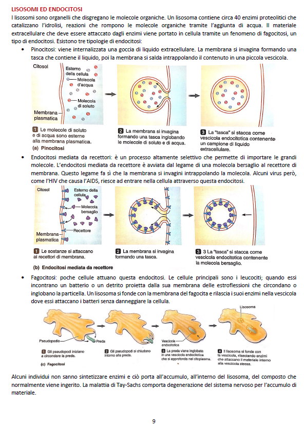 Fisiologia Umana