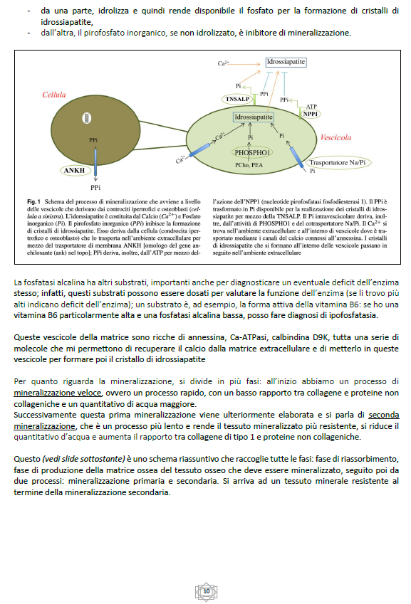 Malattie del Metabolismo Osseo